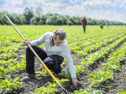 Warmonderhof Tuinbouw - opleiding (vakbekwaam) medewerker biodynamische landbouw