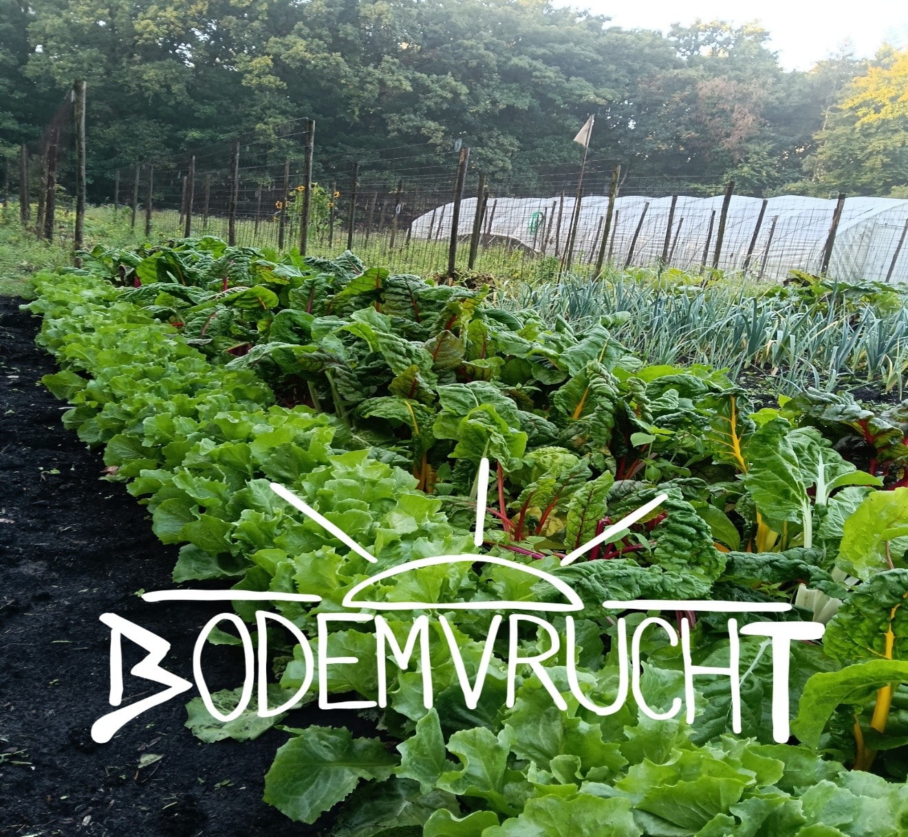Bodemvrucht2