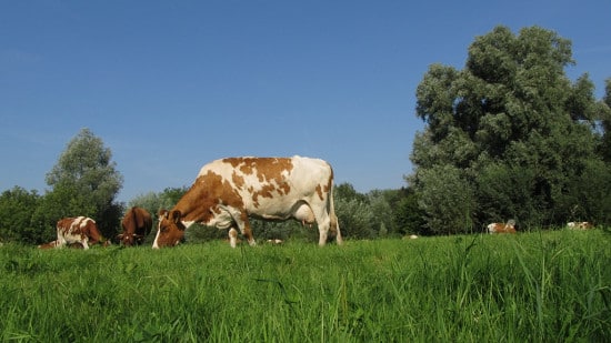 Genneper-hoeve-stagiair-Melkveehouderij