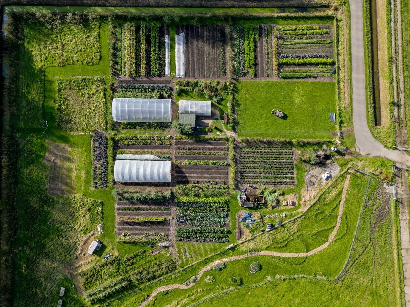 Groenlevend2