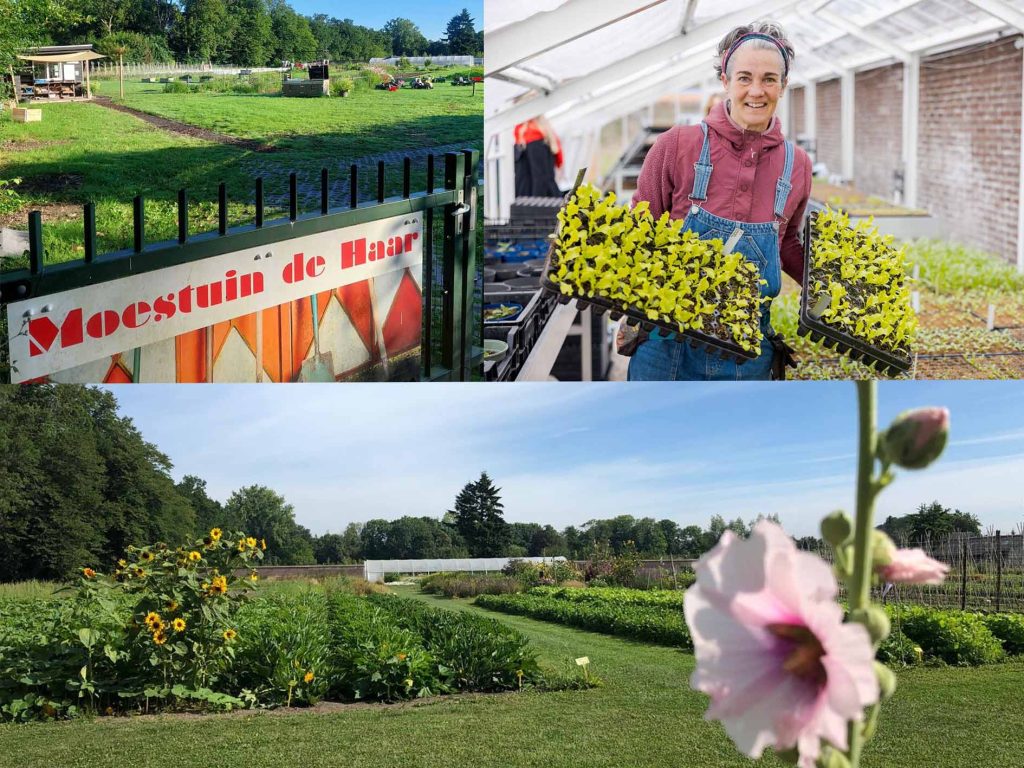 Moestuin de haar 2