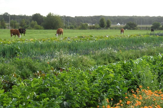 Veld-en-beek