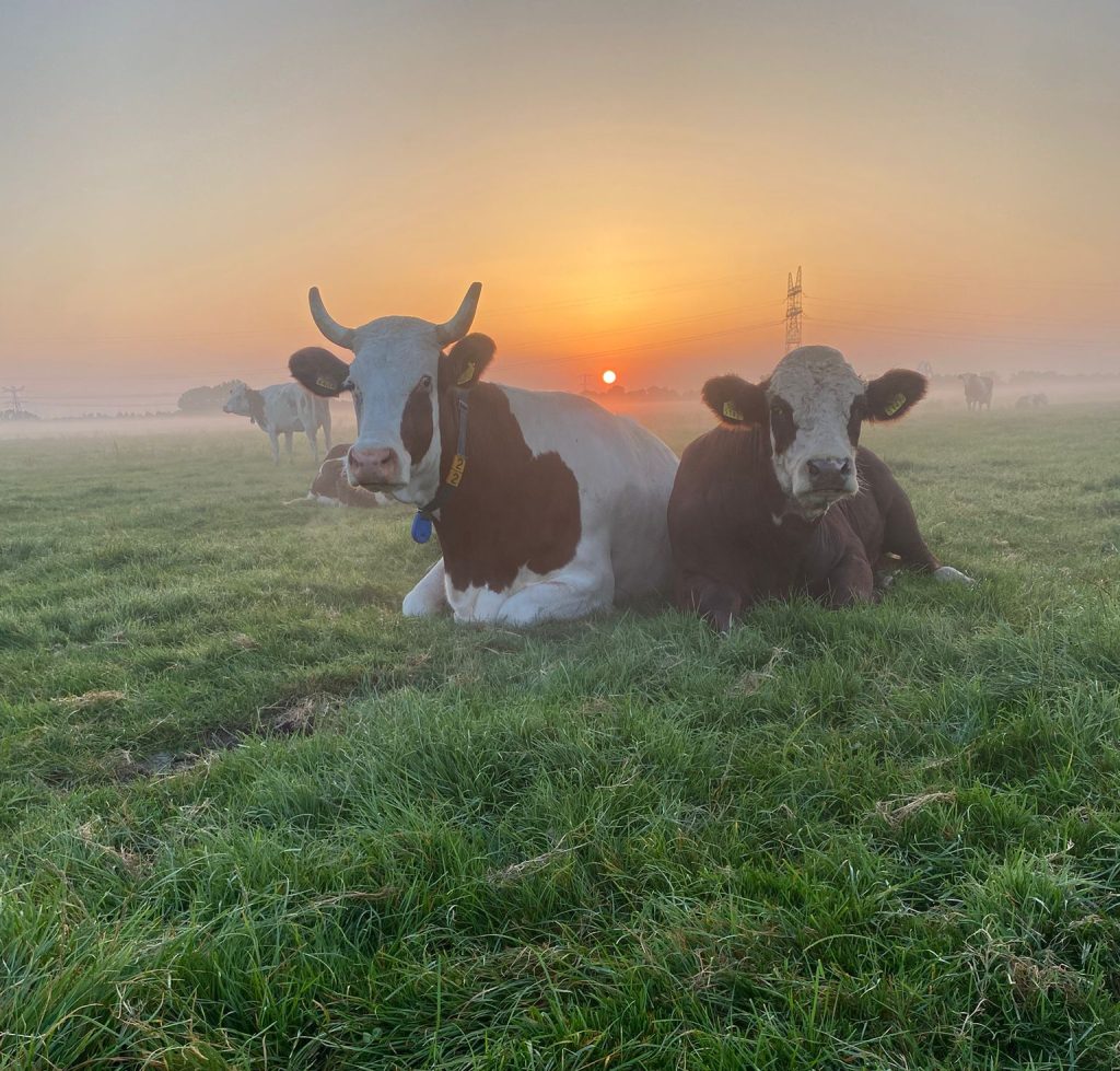 koe&stier bij ochtendgloren groene Griffioen