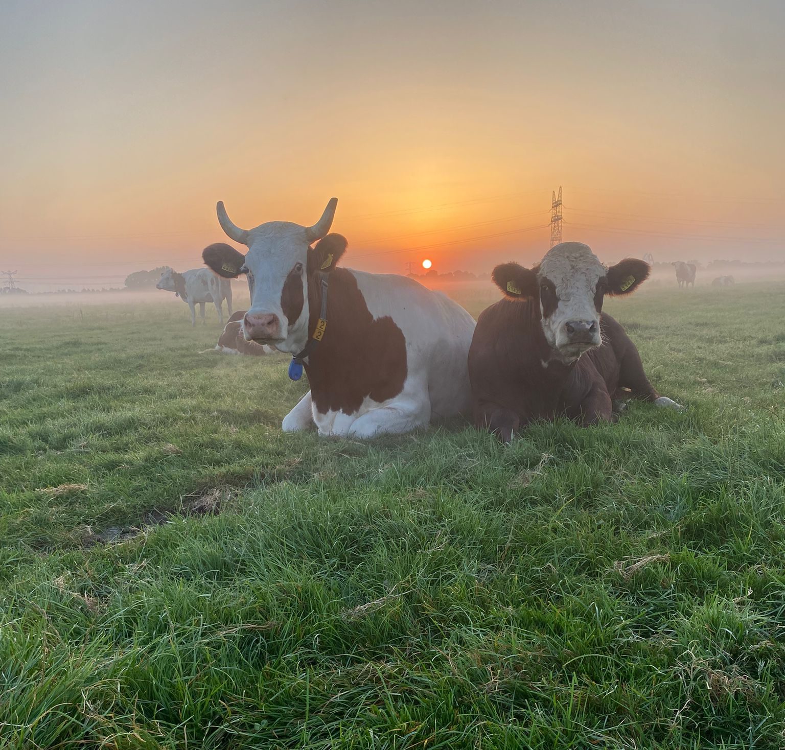 koe&stier bij ochtendgloren groene Griffioen